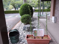 IMGP0975
