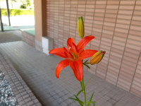 IMGP1041