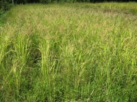 IMG_2701[1]